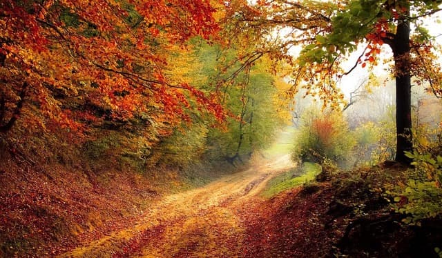 Im Alter - Ein Weg durch den Wald und die Blätter sind rot, gelb, grün, bunt. 